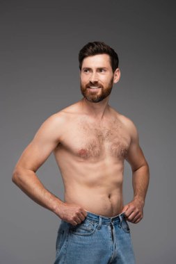 joyful and shirtless man with beard adjusting denim jeans isolated on grey