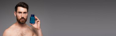 bearded and shirtless man holding bottle with after shave product isolated on grey, banner