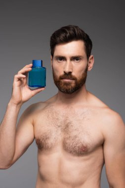 shirtless man with beard holding bottle with after shave product isolated on grey