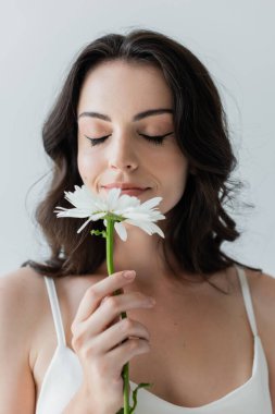 Portrait of young brunette woman smelling chamomile isolated on grey  clipart