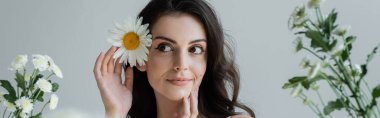 Pretty brunette woman touching chamomile in hair near flowers isolated on grey, banner 