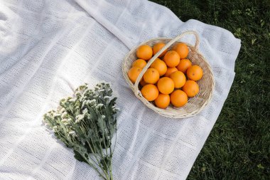 Top view of chamomiles and oranges in basket on blanket in park 