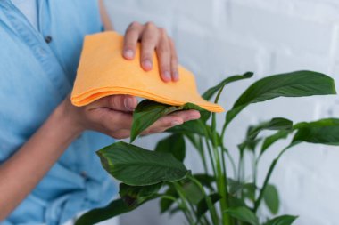 partial view of woman wiping leaves of green plant with soft rag