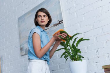 low angle view of woman cleaning potted plant and looking away at home