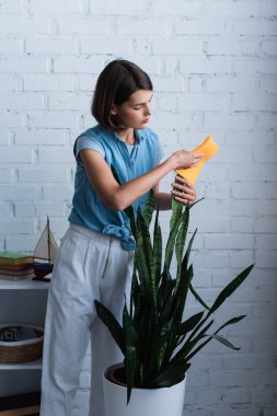 pretty woman cleaning leaves of huge potted plant with rag