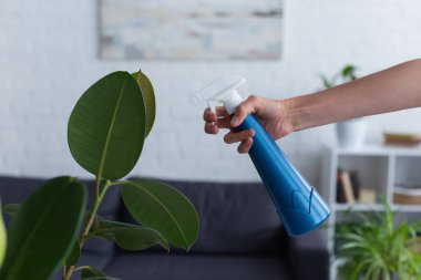 Cropped view of woman holding spray bottle near plant at home 