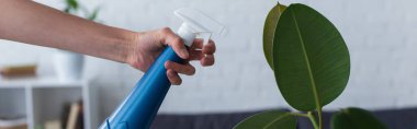 Cropped view of woman holding spray bottle near green plant at home, banner 
