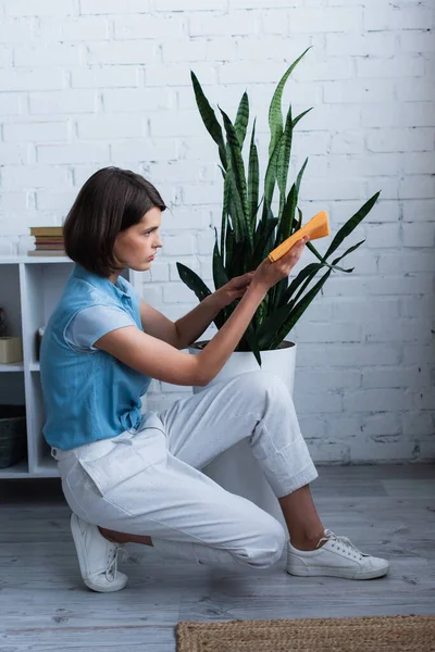 side view of brunette woman cleaning potted plant with rag