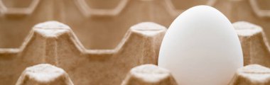 Close up view of white raw egg in recyclable cardboard tray, banner  clipart