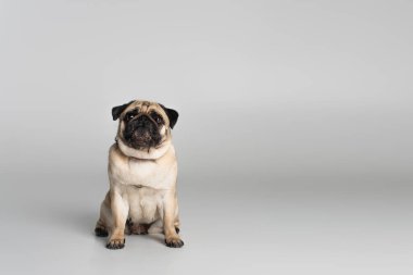 Kırmızı yakalı safkan köpek gri arka plandaki kameraya bakıyor. 