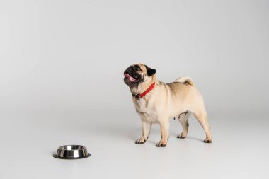 Kırmızı yakalı safkan köpek gri arka planda paslanmaz kasenin yanında duruyor. 