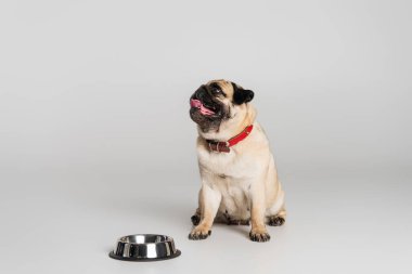 Kırmızı yakalı köpek gri arka planda paslanmaz kasenin yanında oturuyor. 