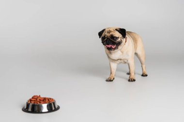 Safkan köpek dili dışarı çıkartıyor lekelenmemiş lekesiz kasenin yanında ve gri üzerinde evcil hayvan yiyeceği var. 