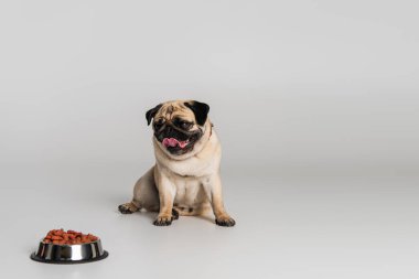 Safkan köpek, gri arka planda evcil hayvan yiyeceği olan paslanmaz kasenin yanında dilini çıkartıyor. 