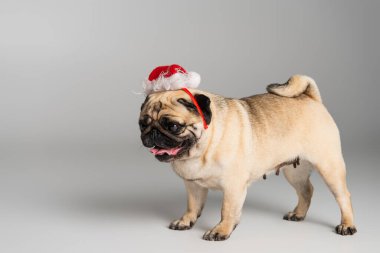 Saf köpek, Noel Baba şapkası takmış, dili dışarı çıkmış gri arka planda duruyor.