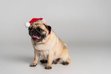 Noel Baba şapkalı safkan köpek dilini çıkarmış ve gri arka planda oturuyor.
