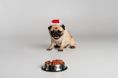 Noel Baba şapkalı safkan köpek gri arka planda evcil hayvan yiyeceğiyle kasenin yanında oturuyor. 