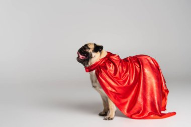 Gri arka planda duran kırmızı kahraman pelerinli safkan pug köpeği 