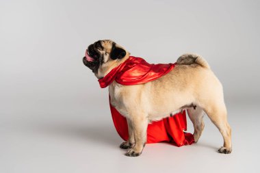 Gri arka planda duran kırmızı süper kahraman pelerinli safkan pug köpeğinin yan görüntüsü 
