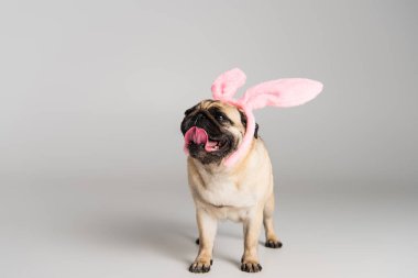 Safkan köpek, pembe saç bandı takmış, tavşan kulaklı gri arka planda duruyor. 