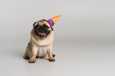 Cadılar bayramı şapkalı safkan pug köpeği gri arka planda oturuyor 
