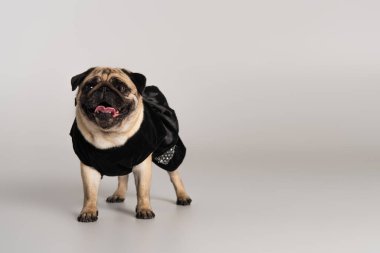 Gri arka planda duran siyah evcil hayvan elbiseli safkan pug köpeği. 