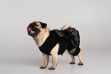 Saf köpek, siyah evcil hayvan kıyafetleri içinde dili dışarı çıkmış ve gri arka planda duruyor. 