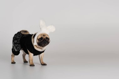 Gri arka planda duran tavşan kulaklı ve evcil hayvan elbiseli sevimli pug dog. 