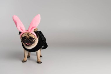 Saç bandı takmış, pembe tavşan kulaklı ve gri arka planda duran evcil hayvan elbiseli sevimli bir köpek. 