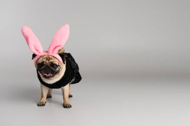 cute pug dog in headband with pink bunny ears and pet clothes standing on grey background  clipart