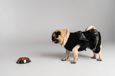 Saf köpek bakımı. Evcil hayvan kıyafetleri içinde. Gri arka planda evcil hayvan mamasıyla paslanmaz kasenin yanında duruyor. 