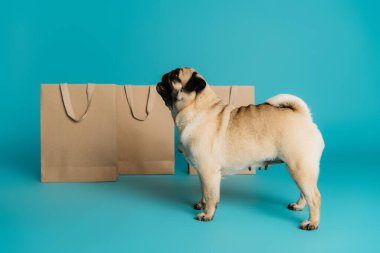 Mavi arka planda alışveriş torbalarının yanında duran safkan pug köpeğinin yan görüntüsü 