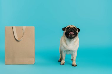 Safkan köpek mavi arka planda alışveriş çantasının yanında duruyor. 