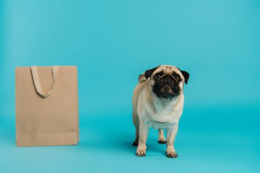 Şirin ve safkan köpek mavi arka planda alışveriş çantasının yanında duruyor. 