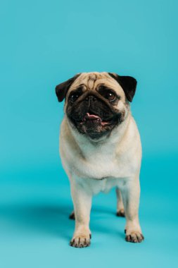 Mavi arka planda duran sevimli ve safkan pug köpeği. 