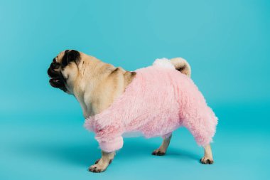 Pembe ve tüylü evcil hayvan kıyafetleri içinde mavi üzerinde yürüyen safkan pug köpeğinin yan görüntüsü