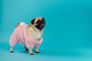 purebred pug dog in pink and fluffy pet clothes standing and sticking out tongue on blue clipart
