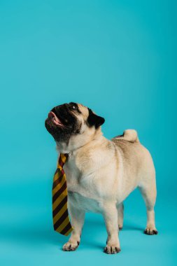 Çizgili kravatlı şık pug dog dilini dışarı çıkarıyor ve mavi üzerinde duruyor.