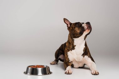 purebred staffordshire bull terrier lying near bowl with pet food on grey clipart