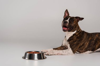staffordshire bull terrier lying near bowl with dry pet food on grey background  clipart
