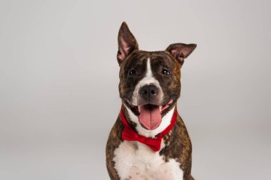 purebred staffordshire bull terrier in red bow tie isolated on grey  clipart