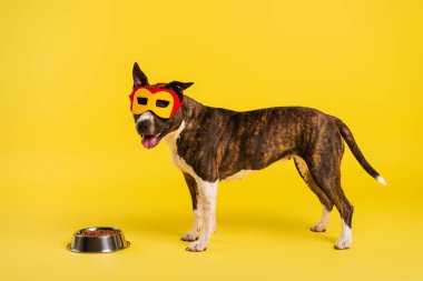 Safkan Stahfordshire Bull terrier 'i süper kahraman maskesi takmış, kasenin yanında sarı üzerinde evcil hayvan mamasıyla duruyor. 