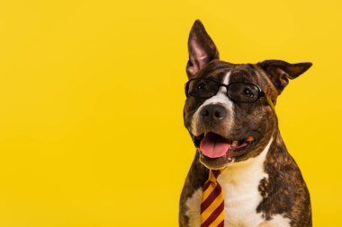 purebred staffordshire bull terrier in stylish eyeglasses and tie isolated on yellow clipart