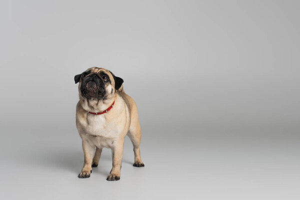 purebred pug dog in red collar looking up on grey background 