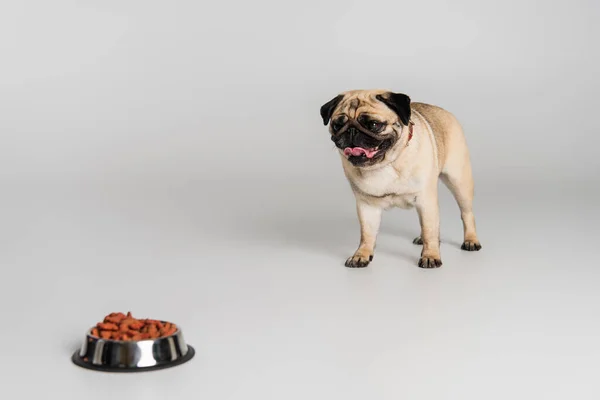 Καθαρόαιμο Σκυλί Pug Προεξέχει Γλώσσα Κοντά Θολή Ανοξείδωτο Μπολ Τροφές — Φωτογραφία Αρχείου