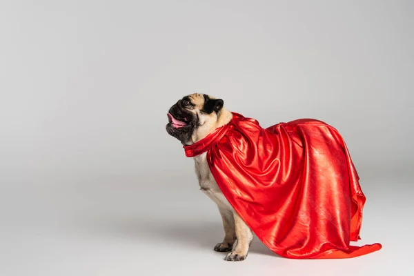 Чистокровний Мопс Собака Червоній Героїчній Мисці Стоїть Сірому Фоні — стокове фото