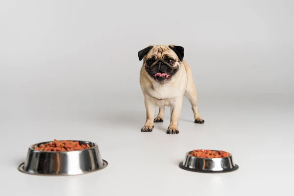 Purebred Pug Dog Choosing Dry Pet Food Stainless Bowls Grey — Stock Photo, Image