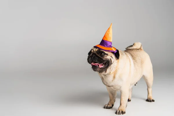 Rasowy Pies Mops Halloween Spiczasty Kapelusz Stojący Szarym Tle — Zdjęcie stockowe