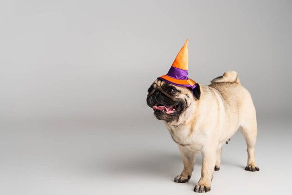 purebred pug dog in halloween pointed hat standing on grey background 