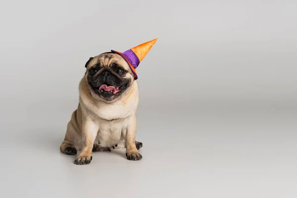 Cadılar Bayramı Şapkalı Safkan Pug Köpeği Gri Arka Planda Oturuyor — Stok fotoğraf